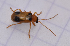 Phyllobrotica quadrimaculata