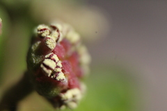 Anisomeria littoralis