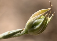 Linum puberulum