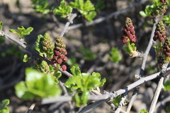 Anisomeria littoralis