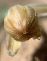 Linum puberulum