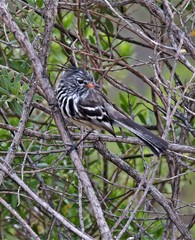 Anairetes flavirostris