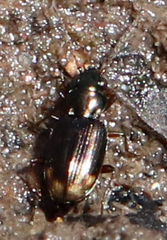 Bembidion rapidum