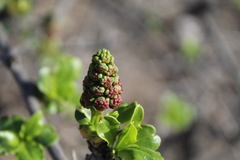 Anisomeria littoralis