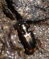 Bembidion rapidum