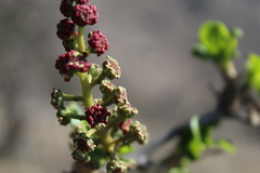 Anisomeria littoralis