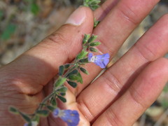 Salvia aequidistans
