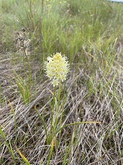 Toxicoscordion venenosum venenosum