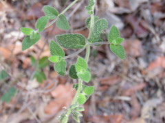 Salvia aequidistans