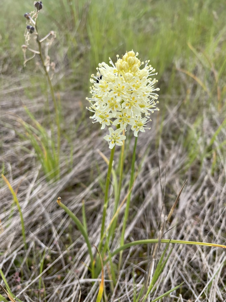 Meadow Deathcamas