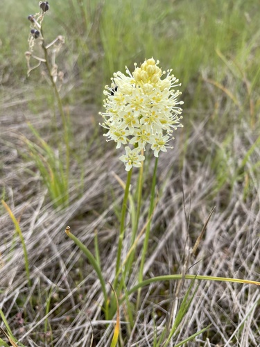 Toxicoscordion venenosum