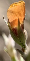 Linum puberulum