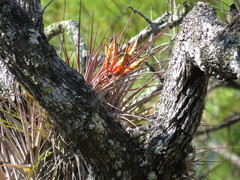 Tillandsia grossispicata
