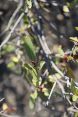 Colliguaja odorifera
