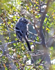 Anairetes flavirostris