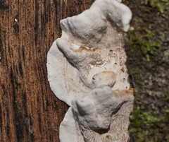 Datronia brunneoleuca