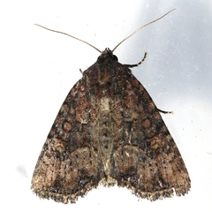 Mesapamea fractilinea