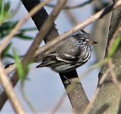 Anairetes flavirostris