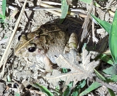 Fejervarya multistriata