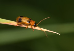 Phyllobrotica quadrimaculata