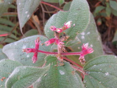 Miconia submontana