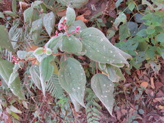 Miconia submontana