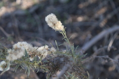 Baccharis linearis