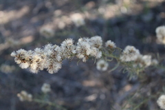 Baccharis linearis
