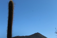 Trichocereus chiloensis