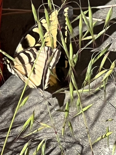 iNaturalist observation photo of Western Tiger Swallowtail