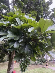 Magnoliopsida