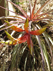 Tillandsia grossispicata