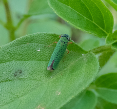 Versigonalia vermiculata