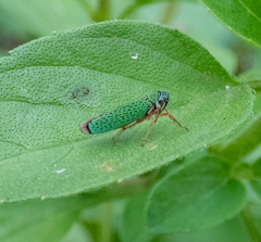 Versigonalia vermiculata
