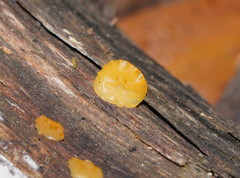 Heterotextus miltinus