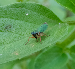 Versigonalia vermiculata