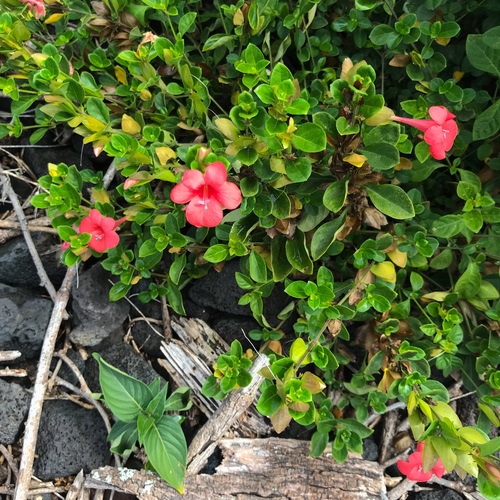 Barleria repens