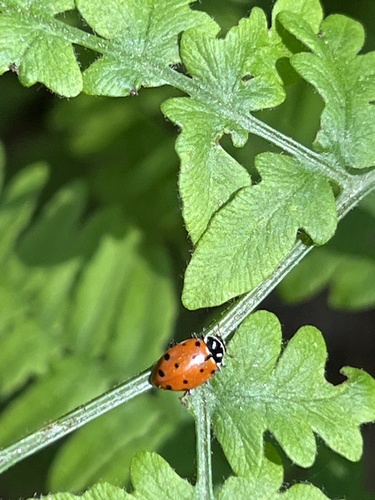 iNaturalist observation photo of Convergent Lady Beetle