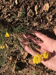 Harbouria trachypleura