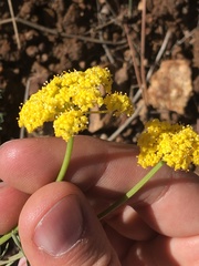 Harbouria trachypleura