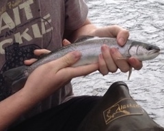 Salvelinus malma