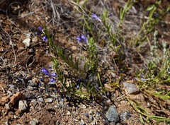 Scutellaria siphocampyloides