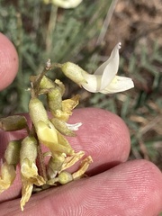 Astragalus howellii