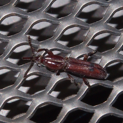 Trachelizus