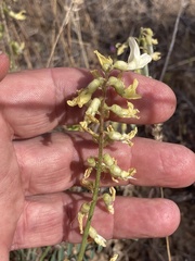 Astragalus howellii