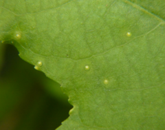 Diaspidiotus liquidambaris