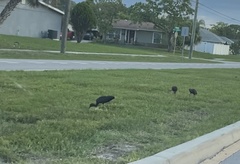 Plegadis falcinellus