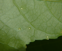 Diaspidiotus liquidambaris