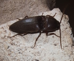 Diplostethus texanus