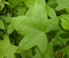 Diaspidiotus liquidambaris